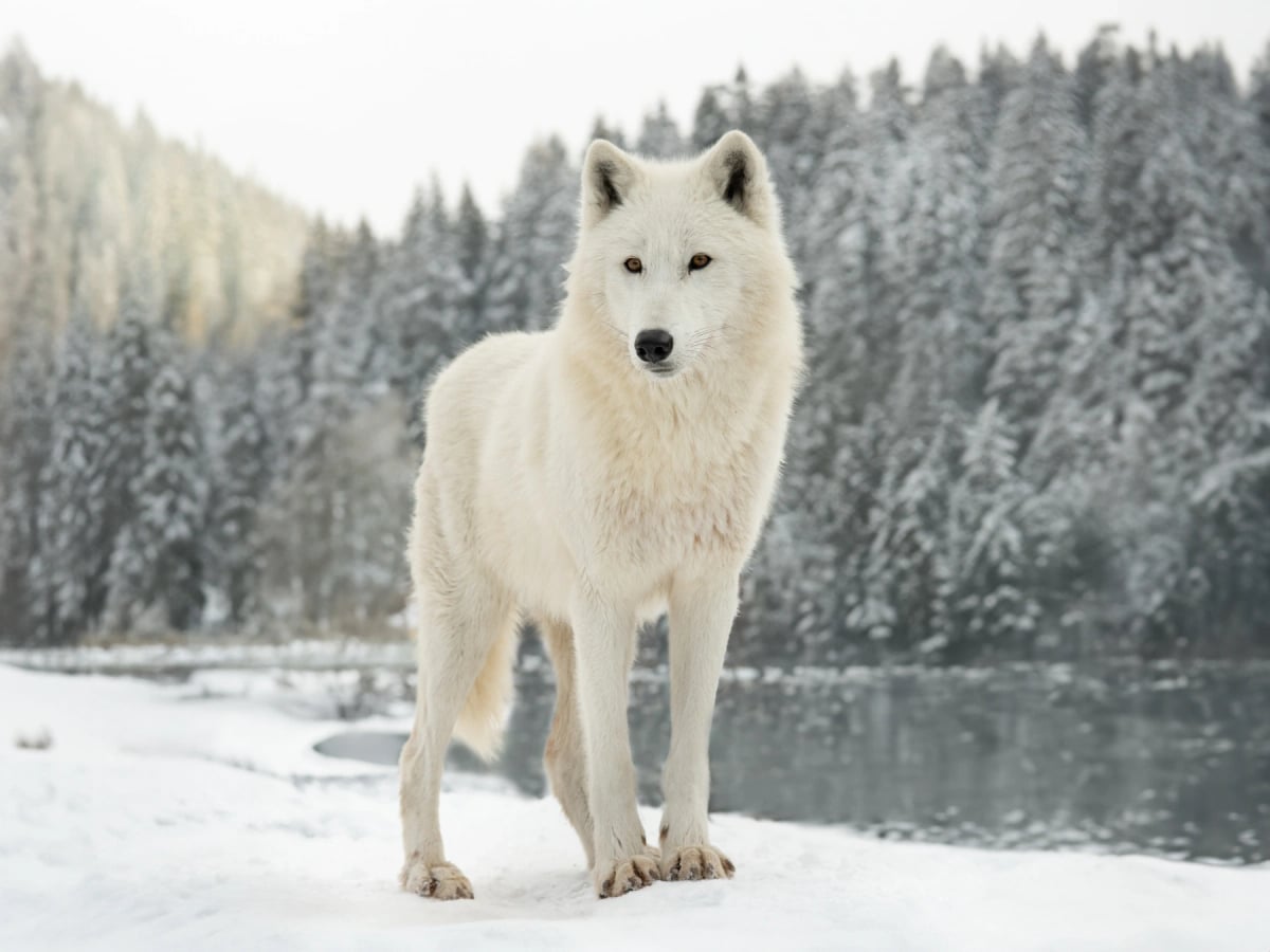 Arctic Wolf