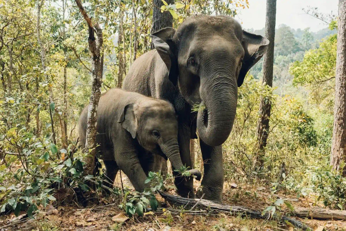 Asian Elephant