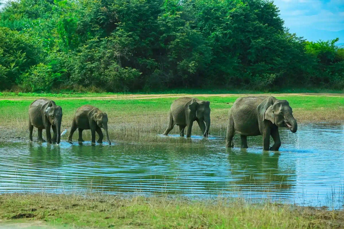 Elefante Asiático en la naturaleza