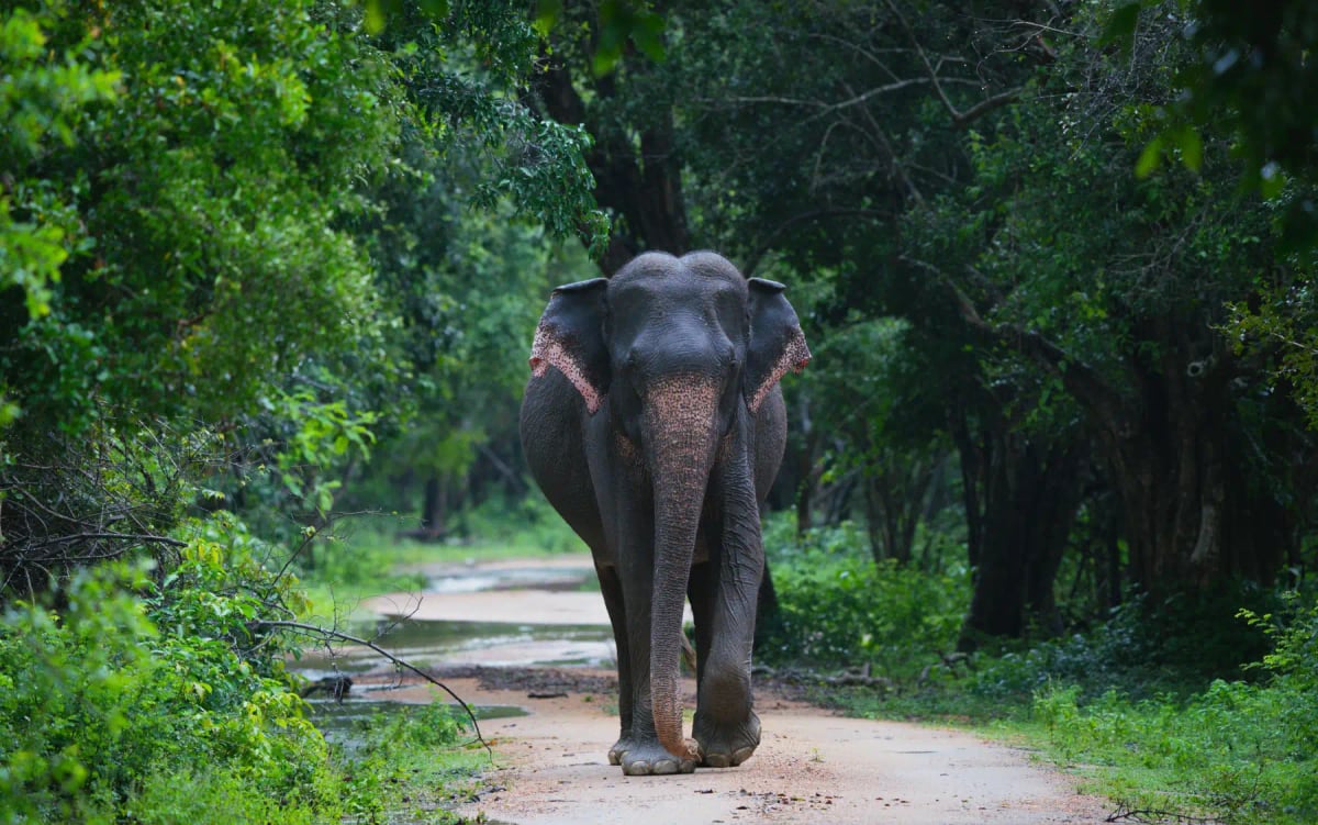 Elefante Asiático en la naturaleza