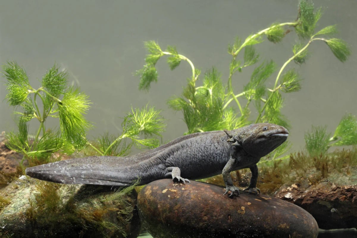 Ajolote en la naturaleza