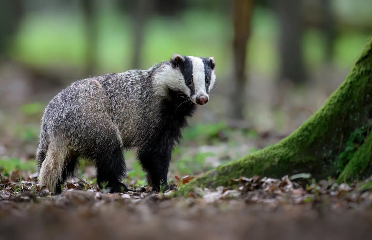 Badger