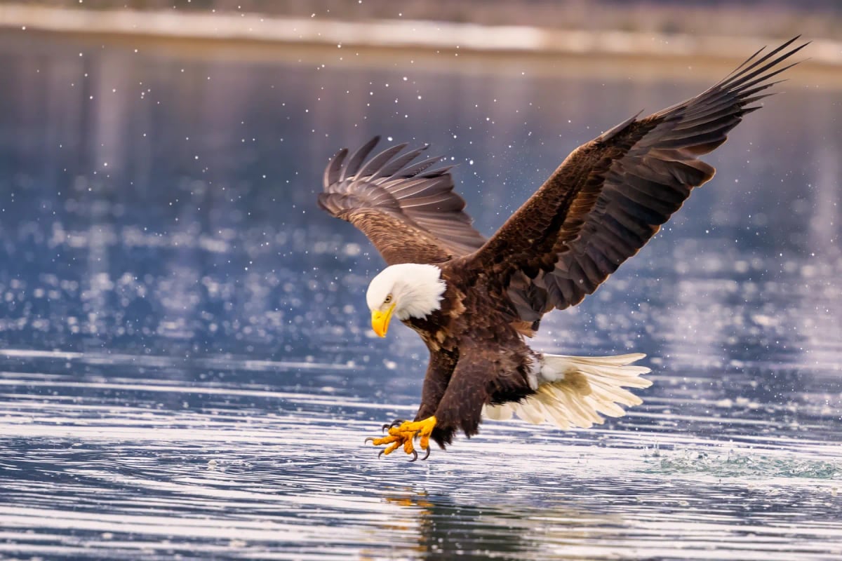 Bald Eagle