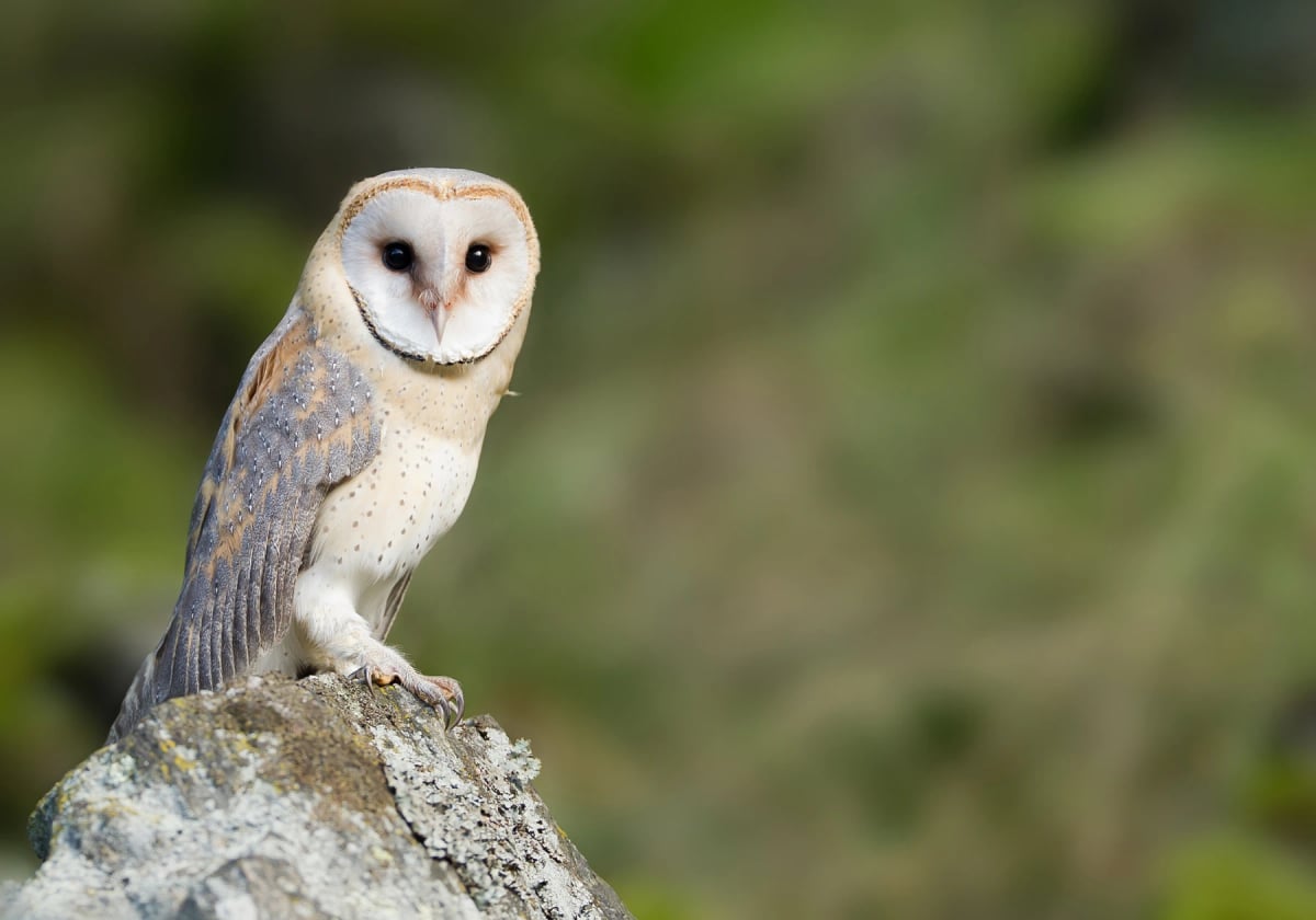 Barn Owl