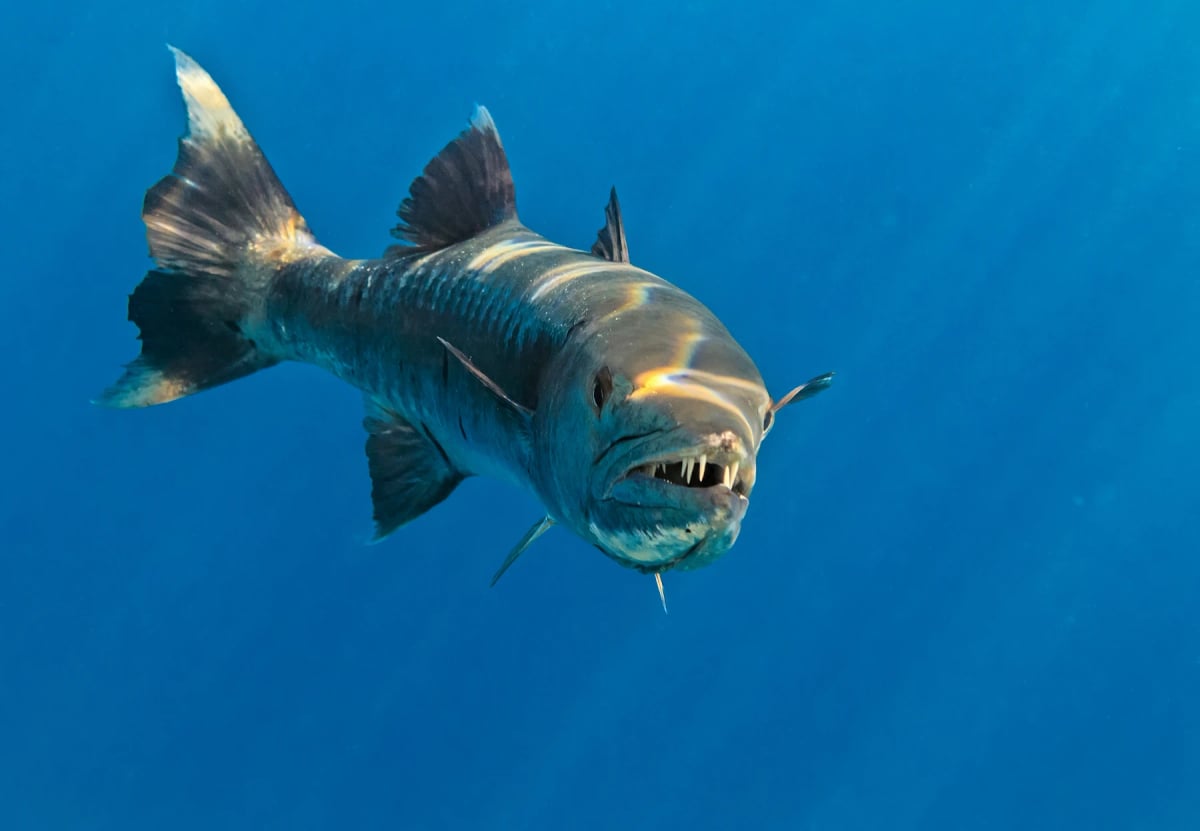 Barracuda en la naturaleza