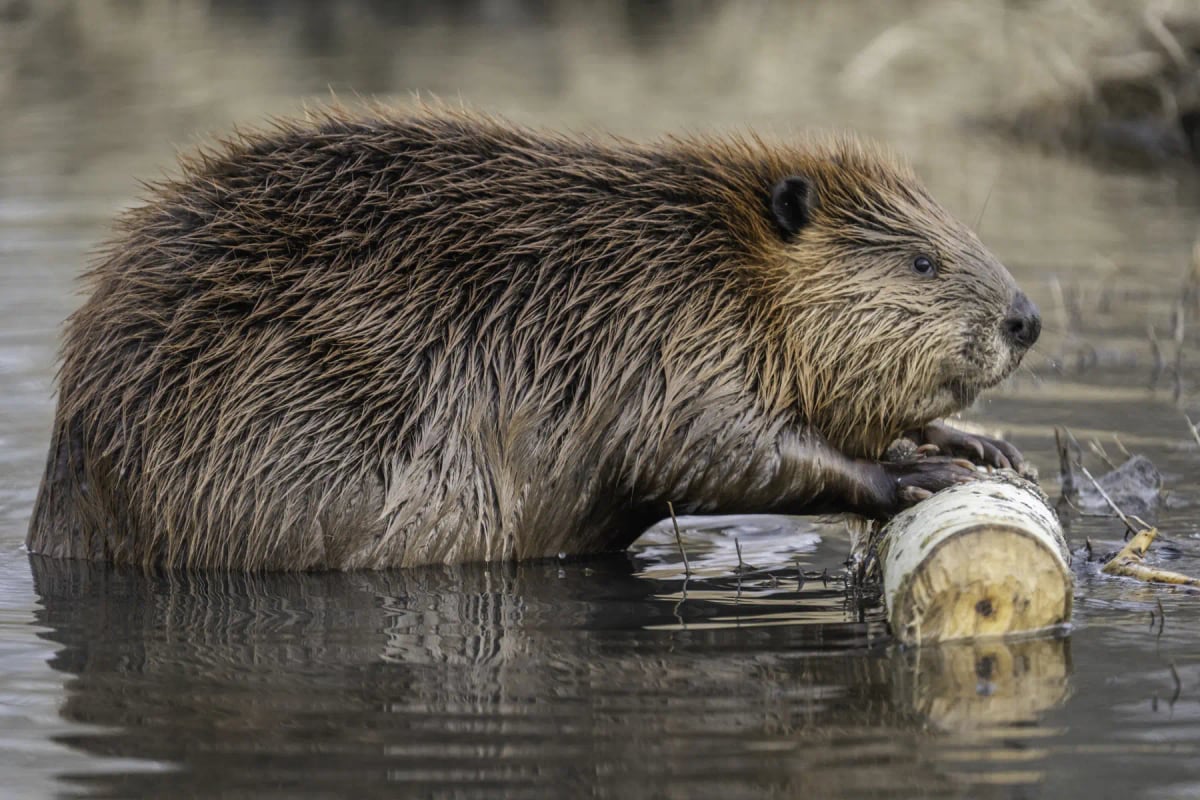 Beaver