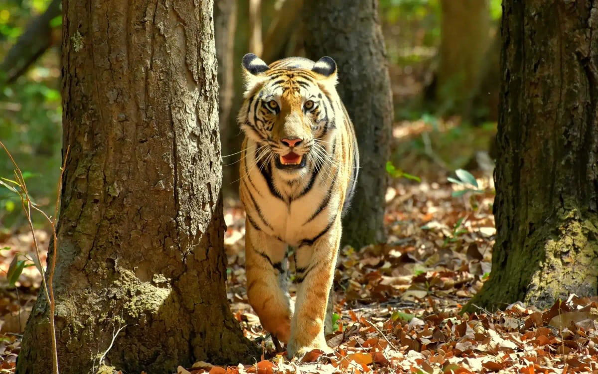 Bengal Tiger
