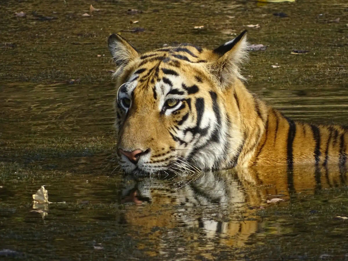 Bengal Tiger