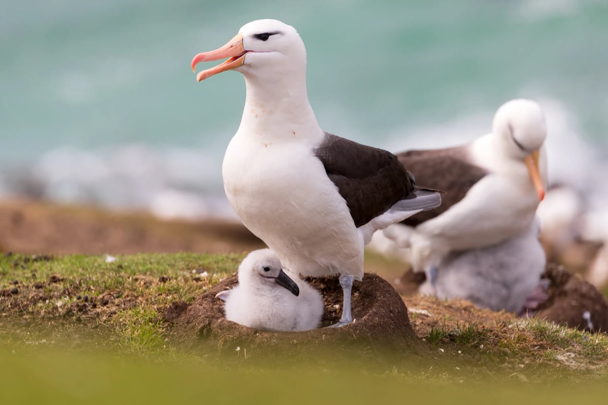 Black browed Albatross