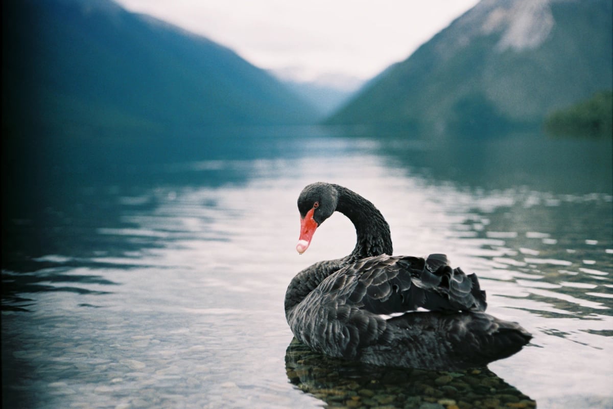 Cisne Negro en la naturaleza