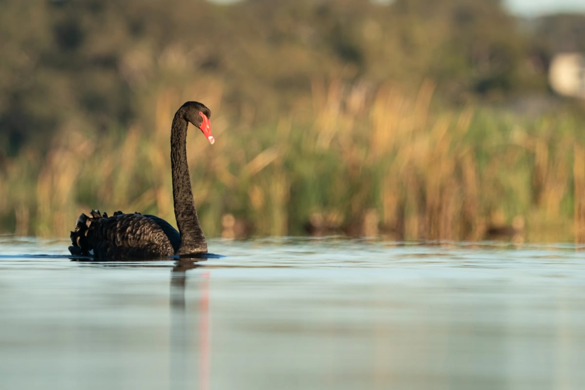 Cisne Negro en la naturaleza