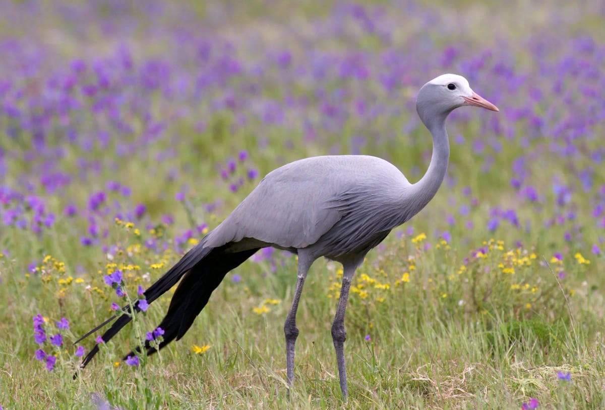 Grulla Azul