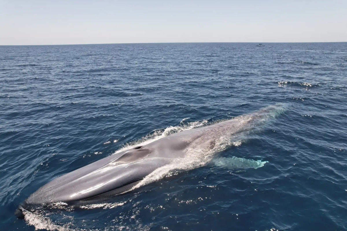 Ballena azul en la naturaleza