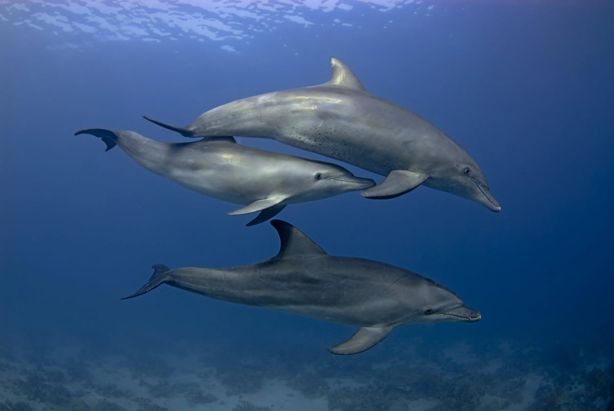 Bottlenose Dolphin