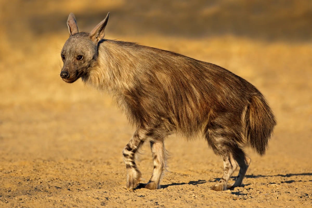 Brown Hyena in the wild