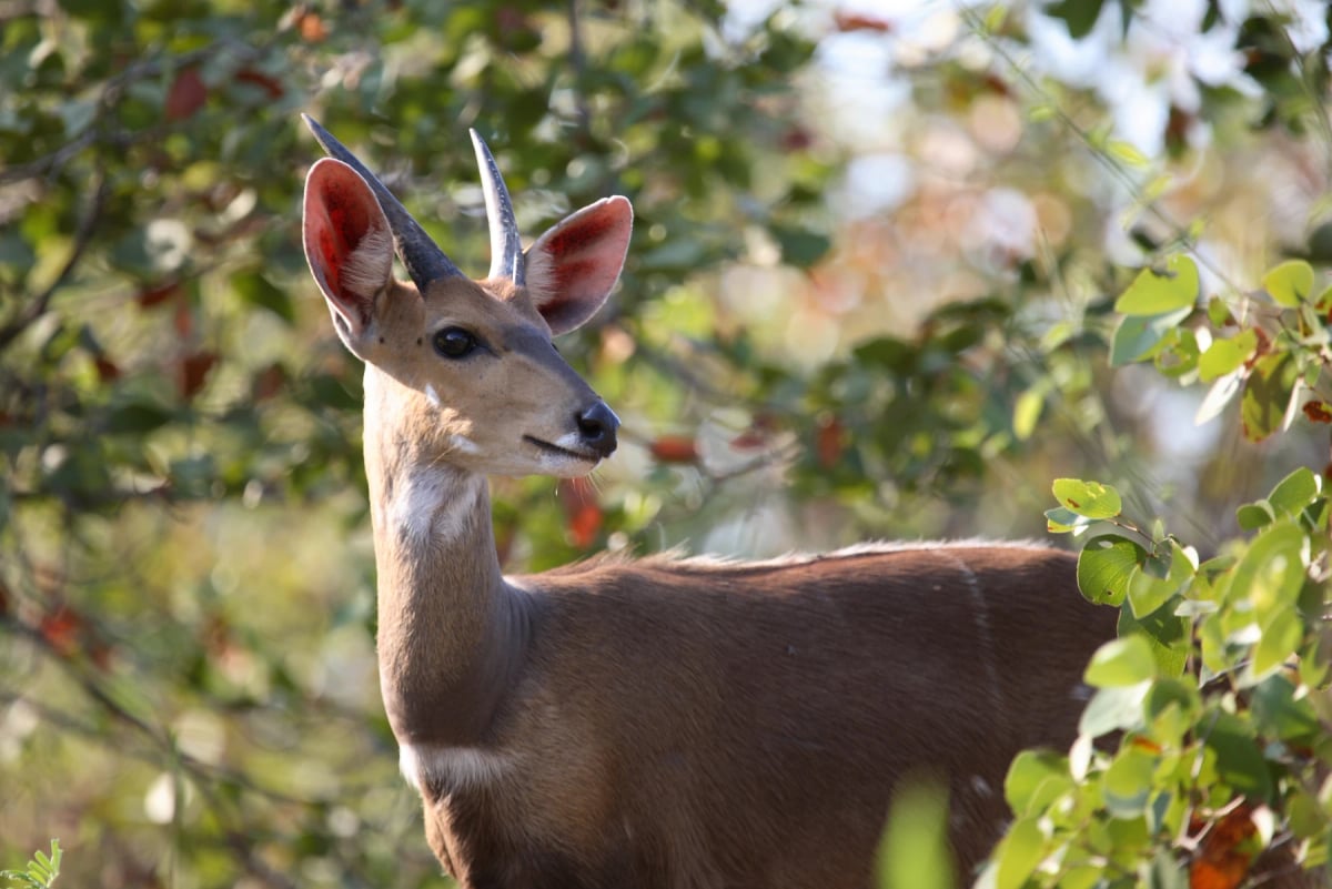 Bushbuck