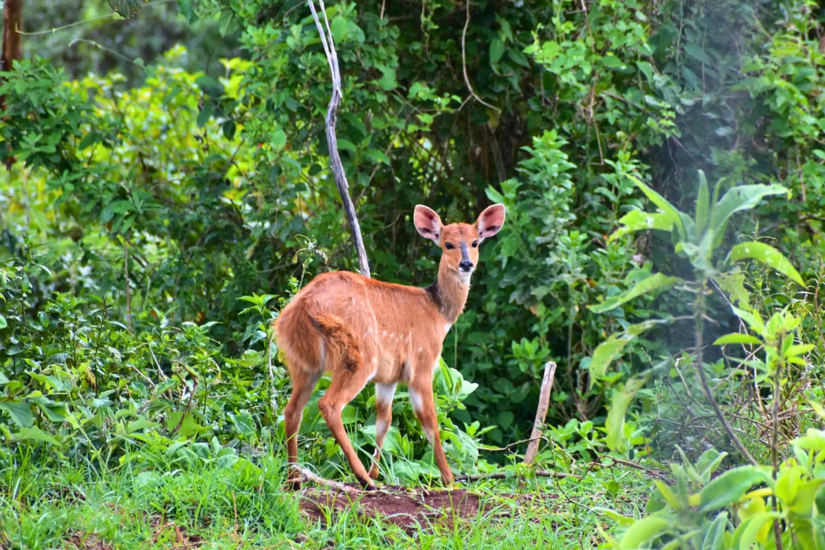 Bushbuck in the wild