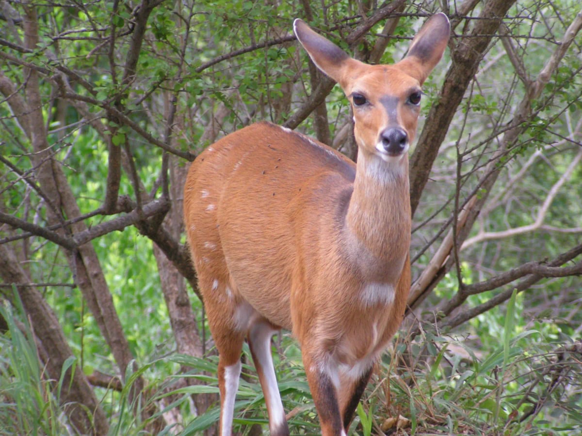 Bushbuck in the wild