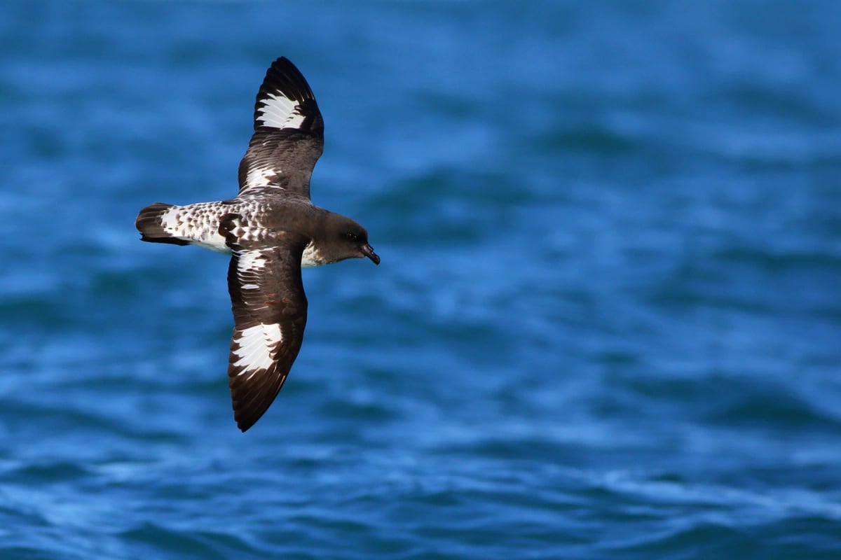 Cape Petrel in the wild