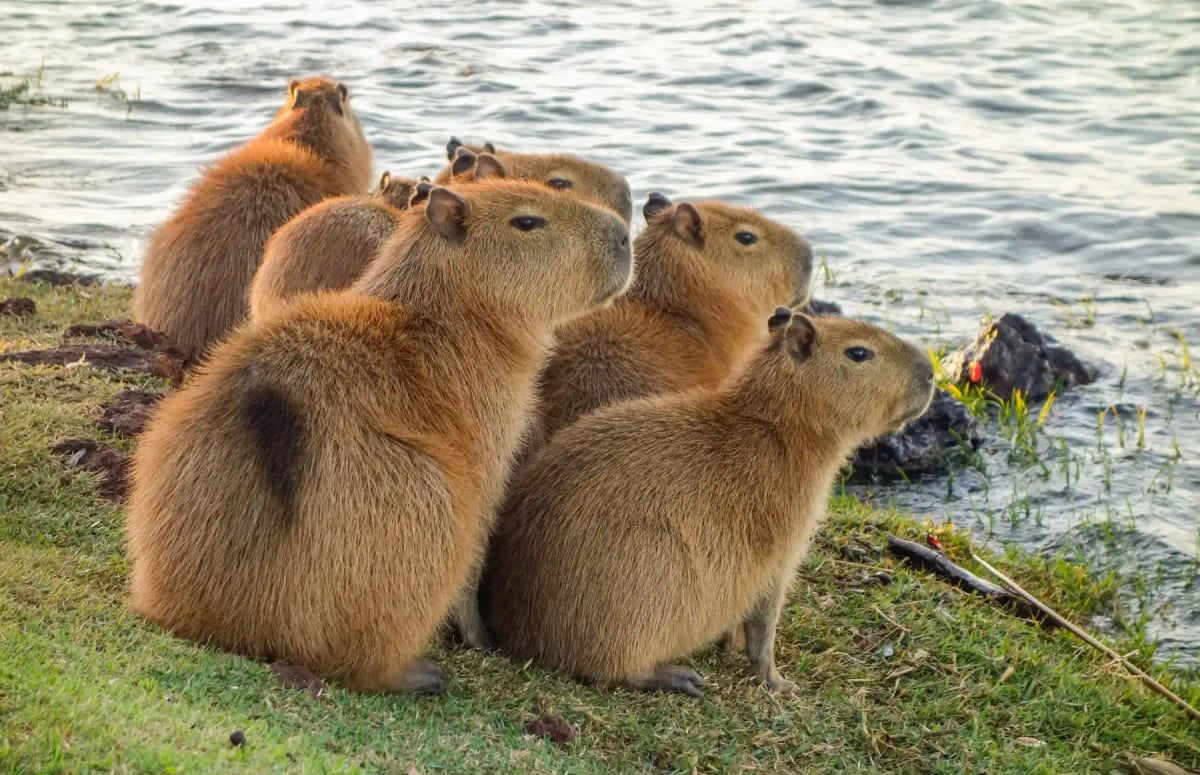 Capybara