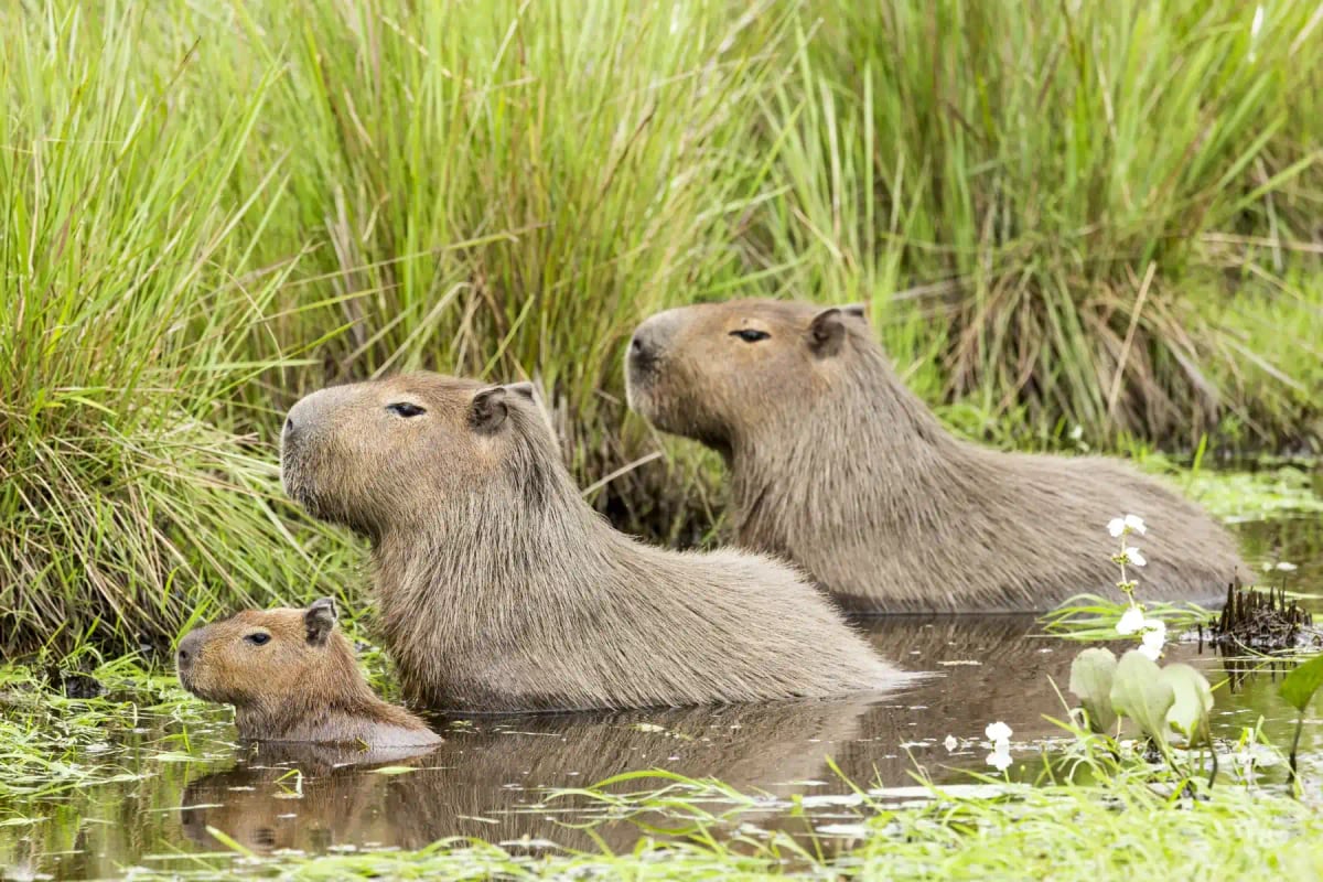 Capybara