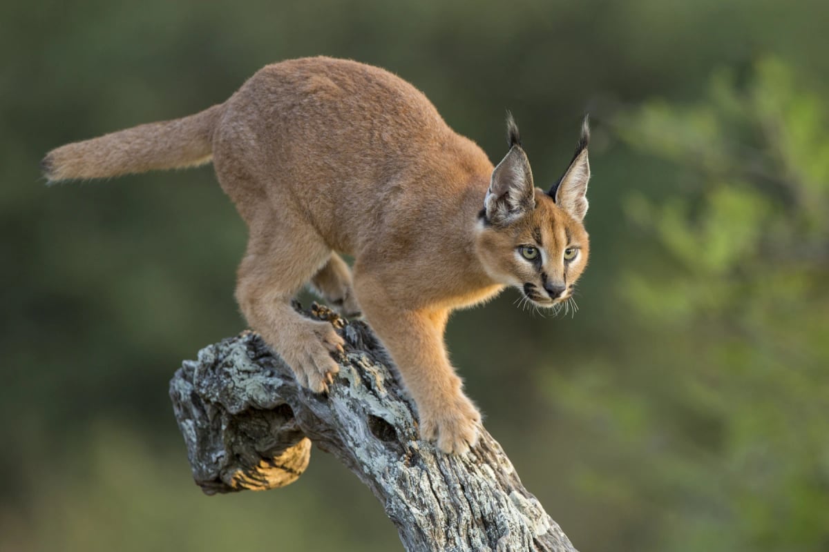 Caracal