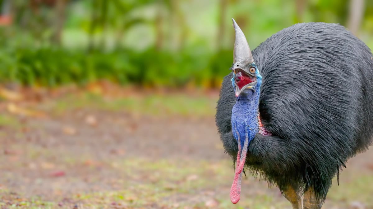Cassowary