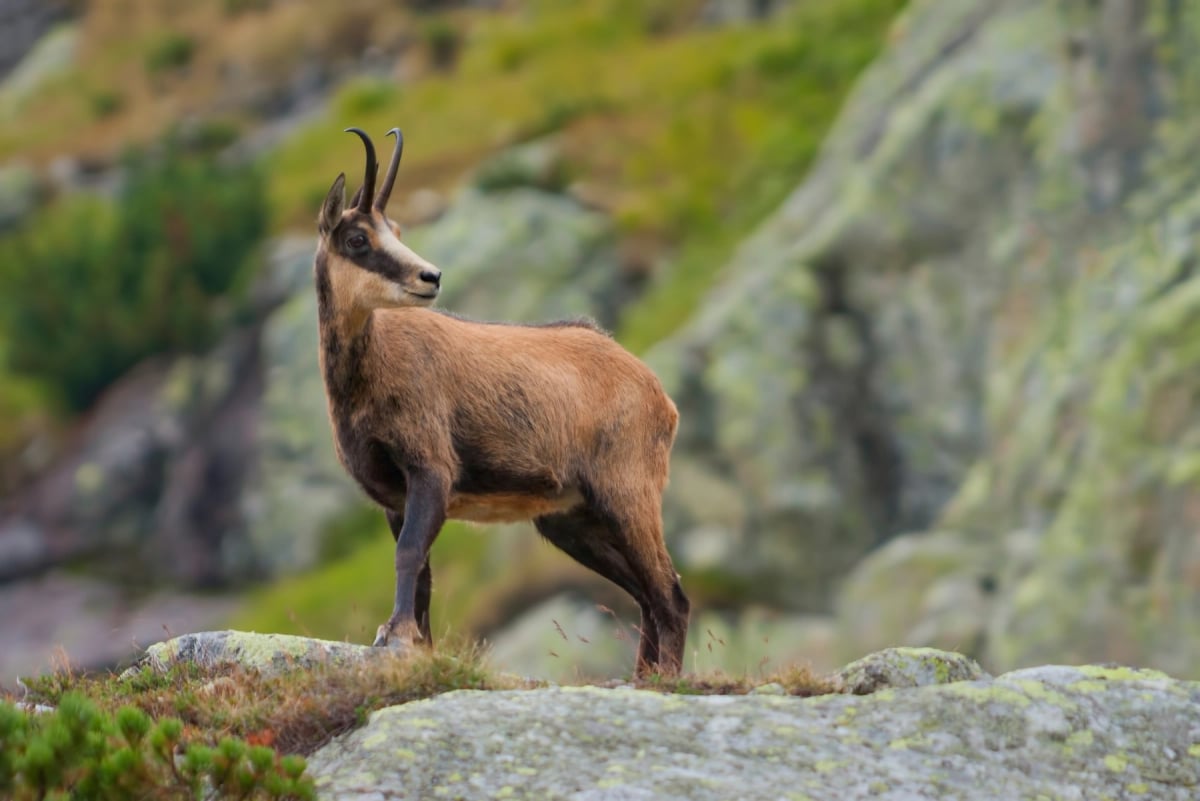 Chamois