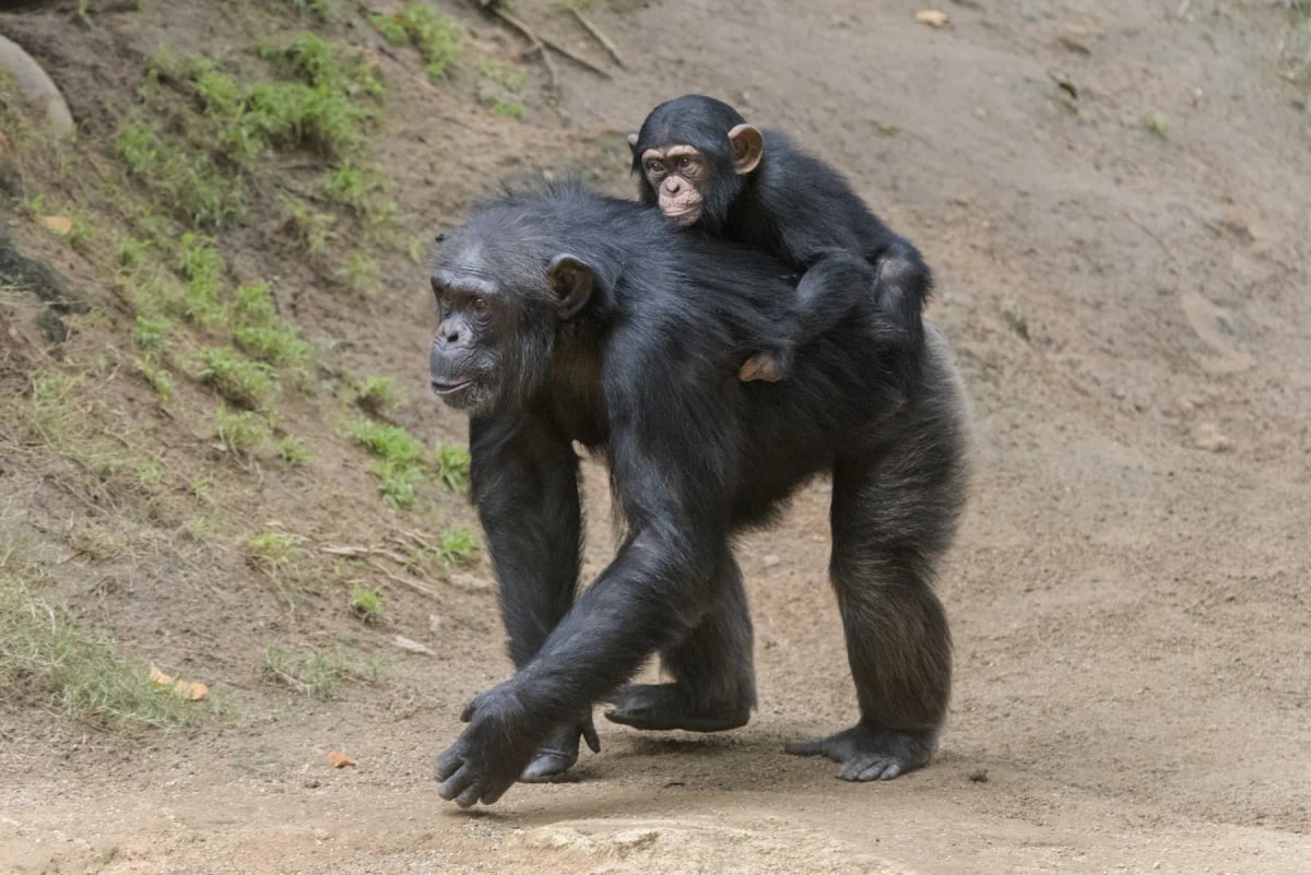 Chimpancé en la naturaleza