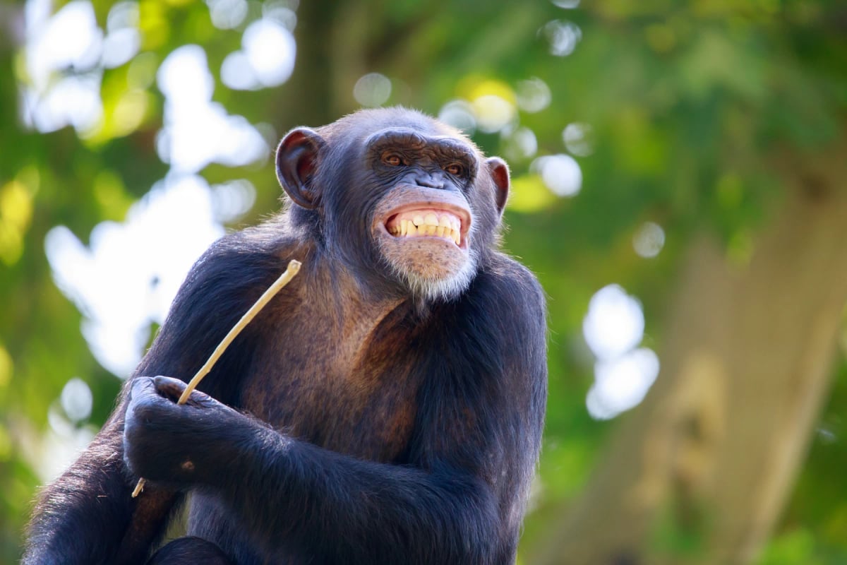 Chimpancé en la naturaleza