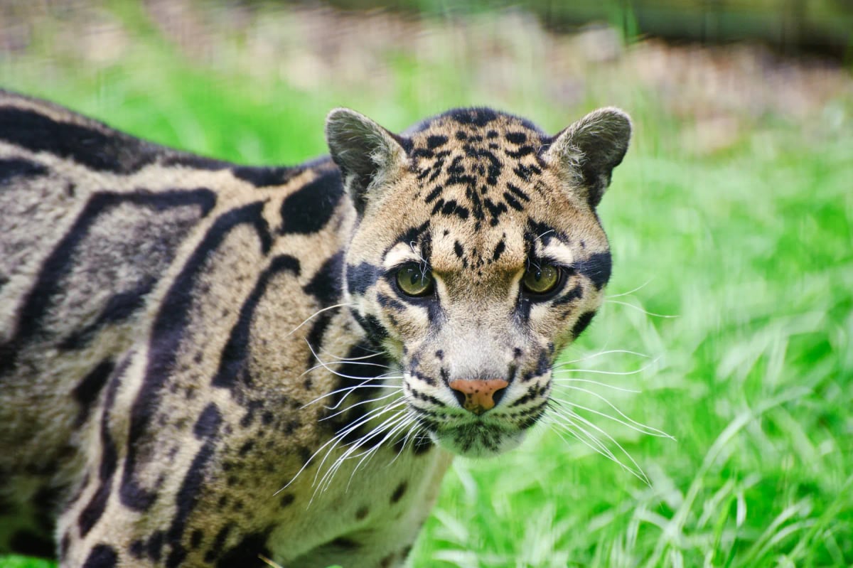 Clouded Leopard