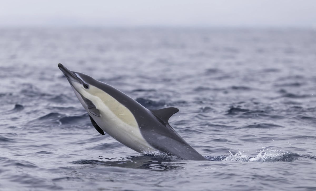 Common Dolphin