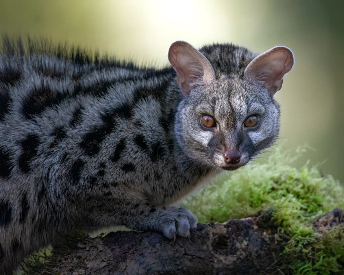 Common Genet