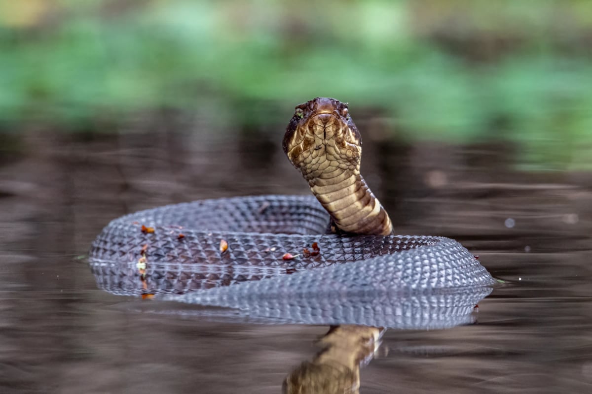 Mocasín de Agua en la naturaleza