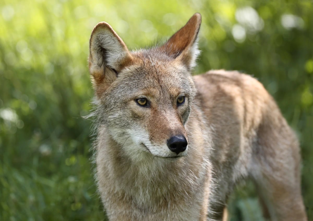 Coyote