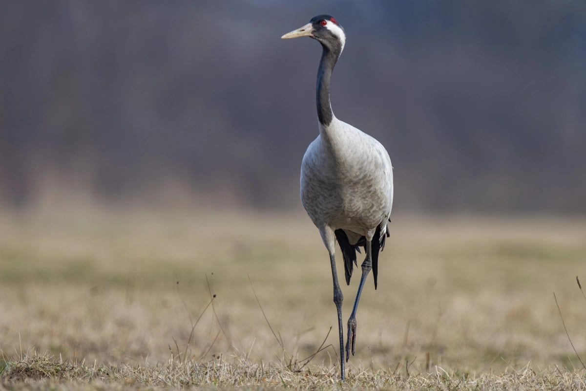 Crane