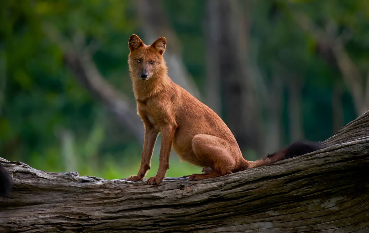 Dhole