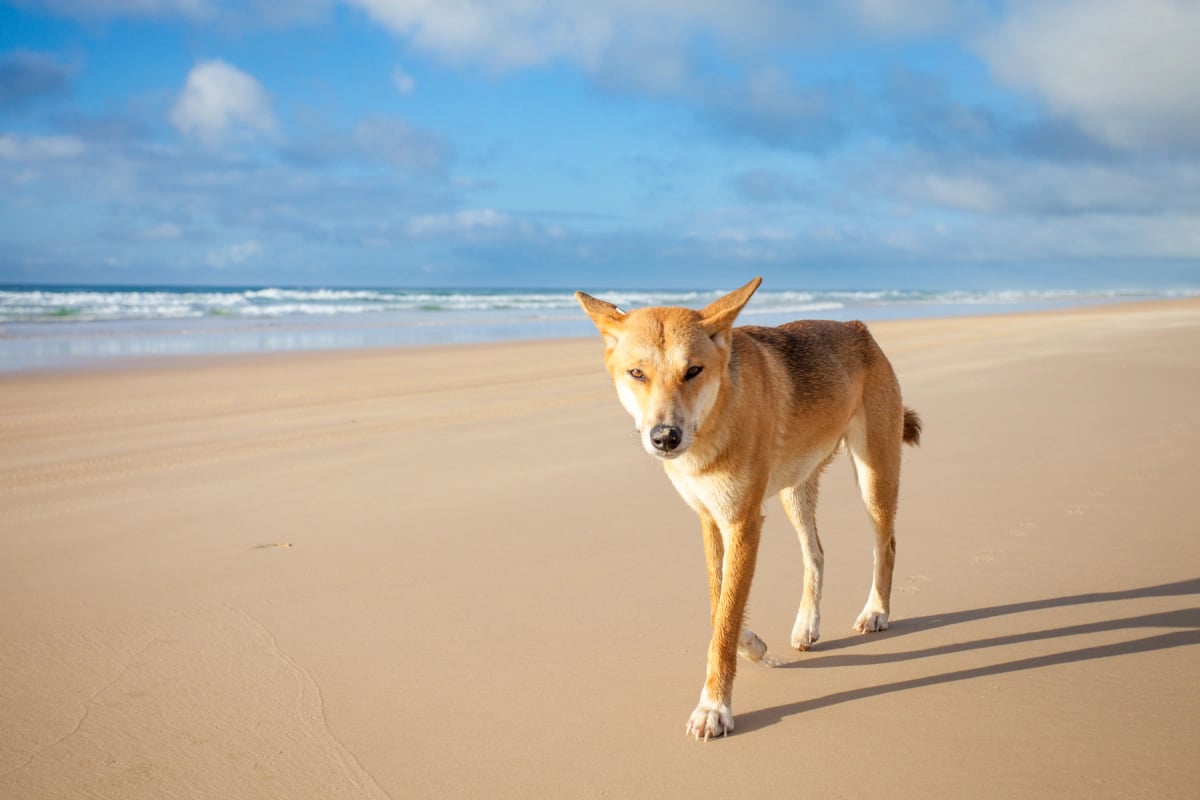 Dingo