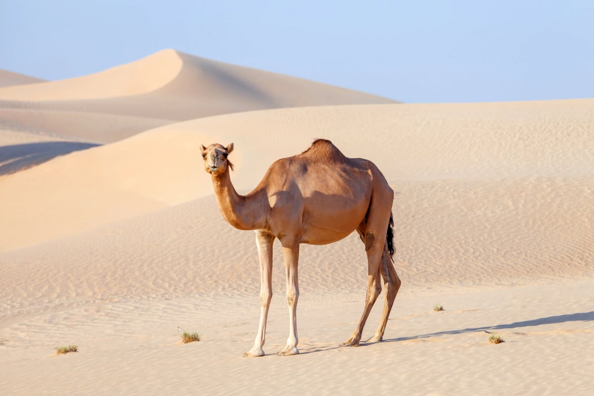 Camello dromedario en la naturaleza