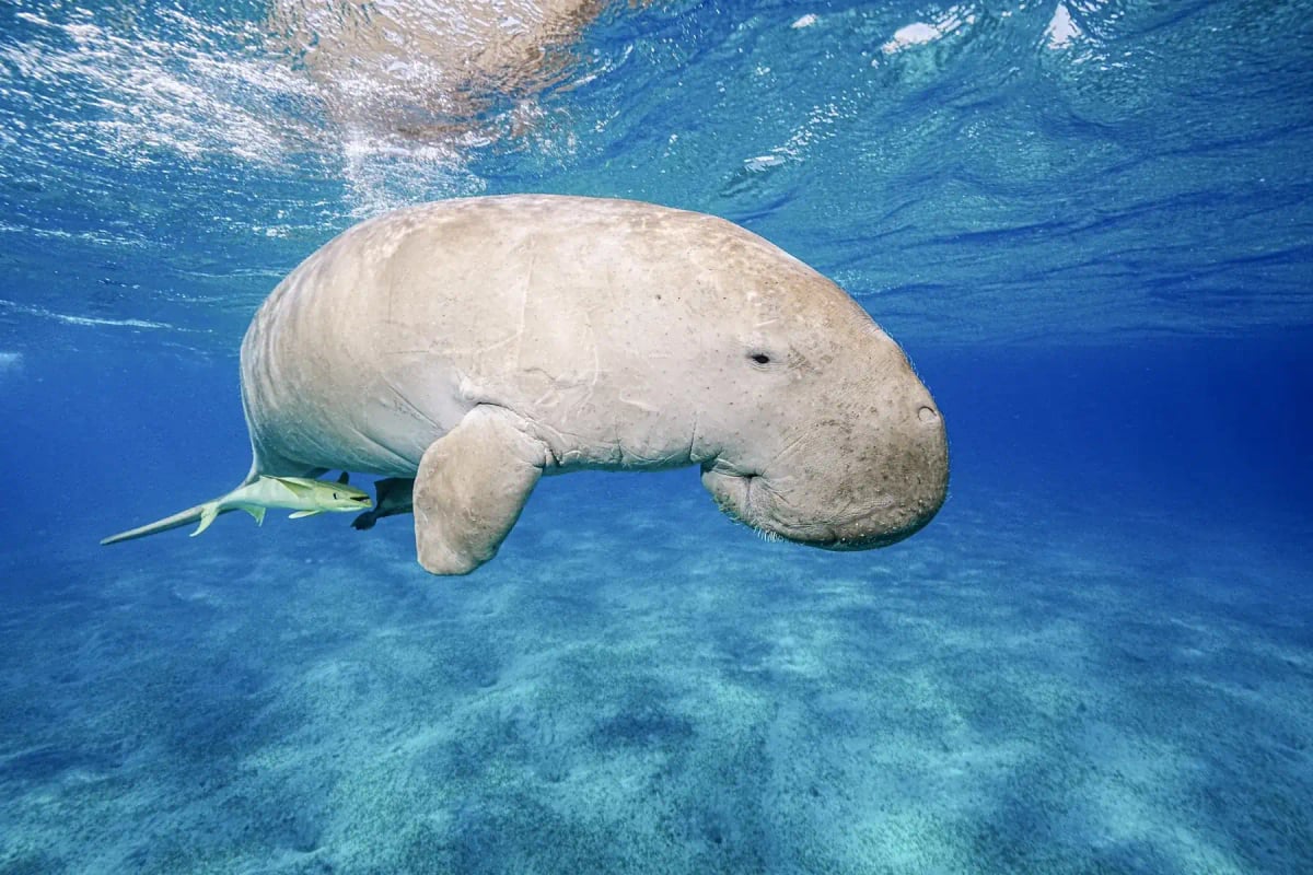Dugong