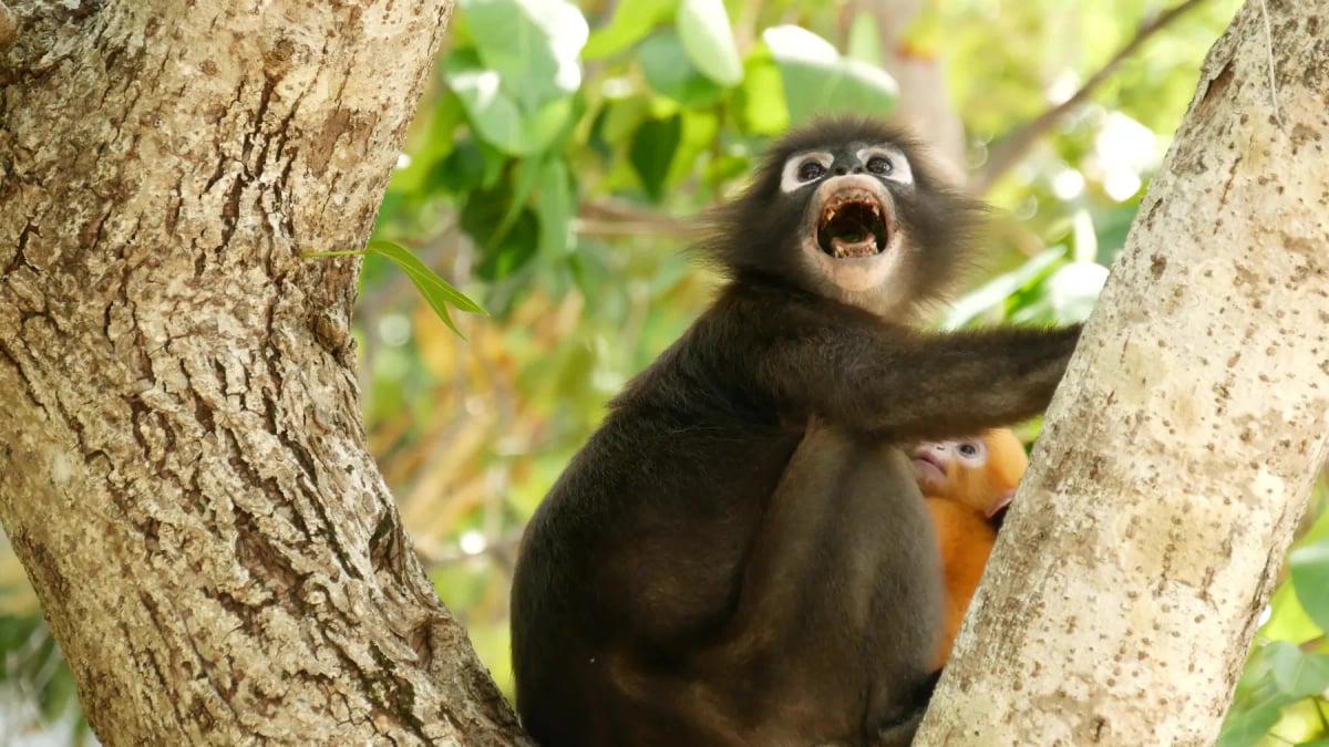 Dusky Langur