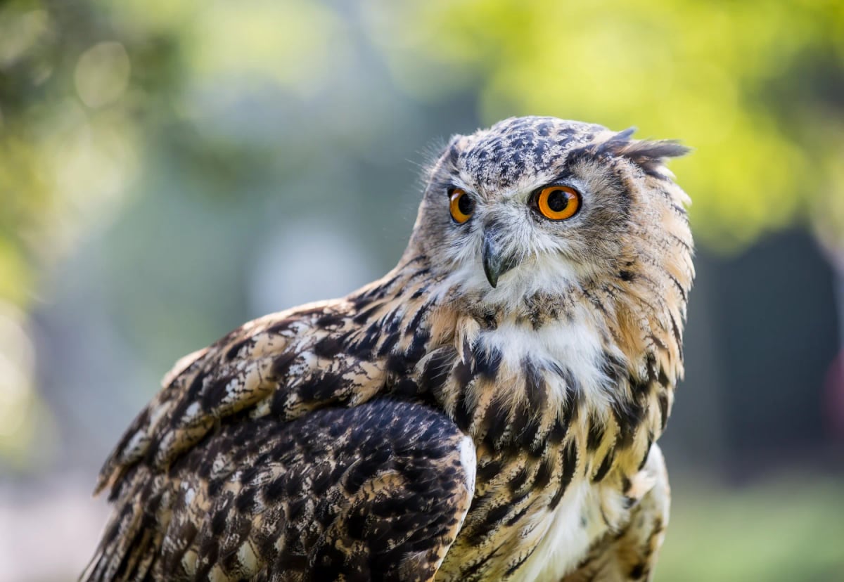 Eagle Owl