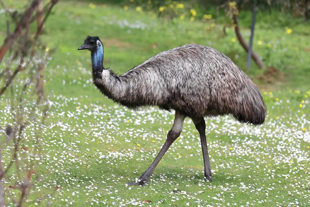 Emú en la naturaleza