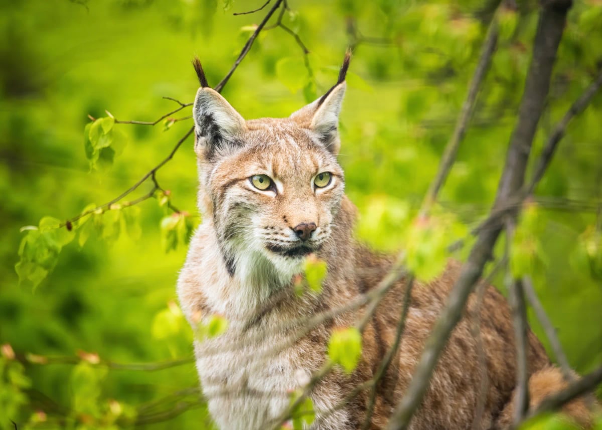 Eurasian Lynx