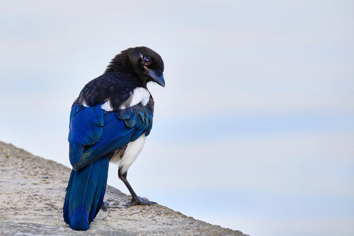 Eurasian Magpie