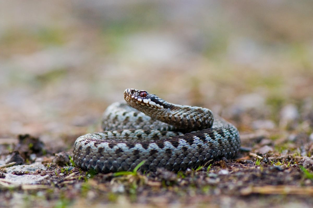 European Adder