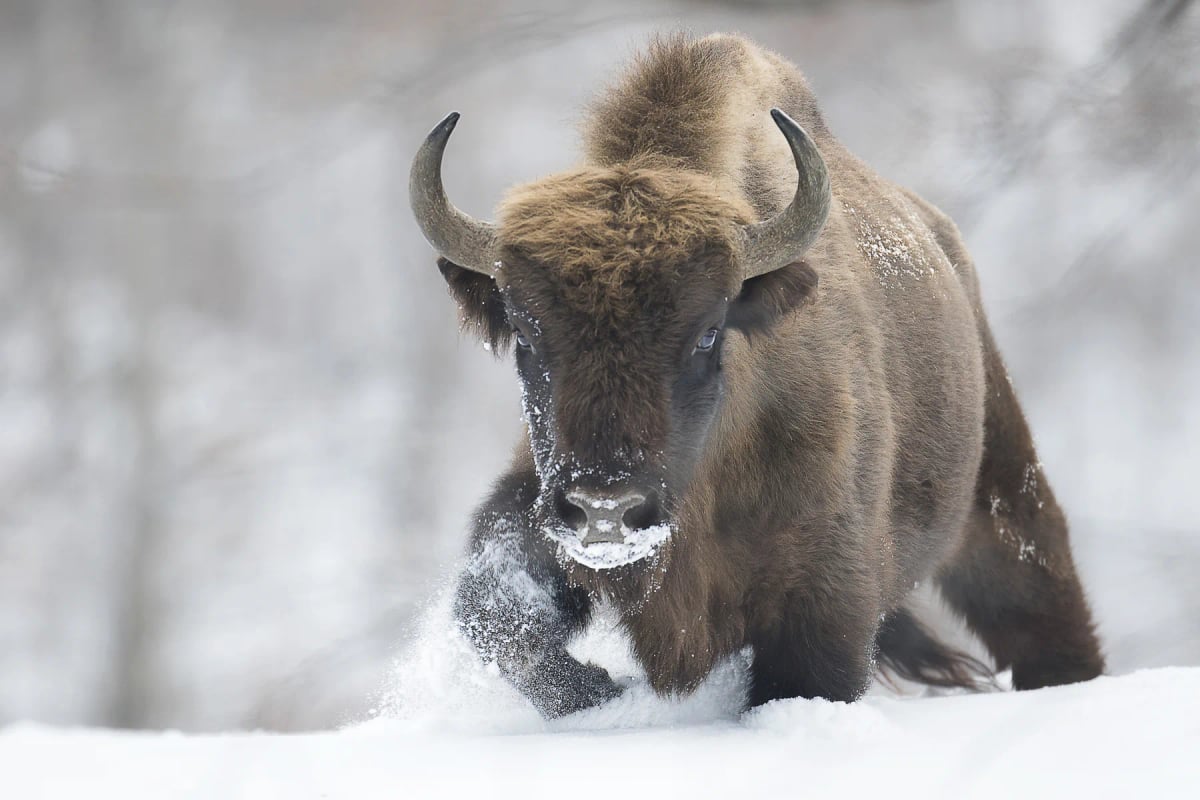 European Bison