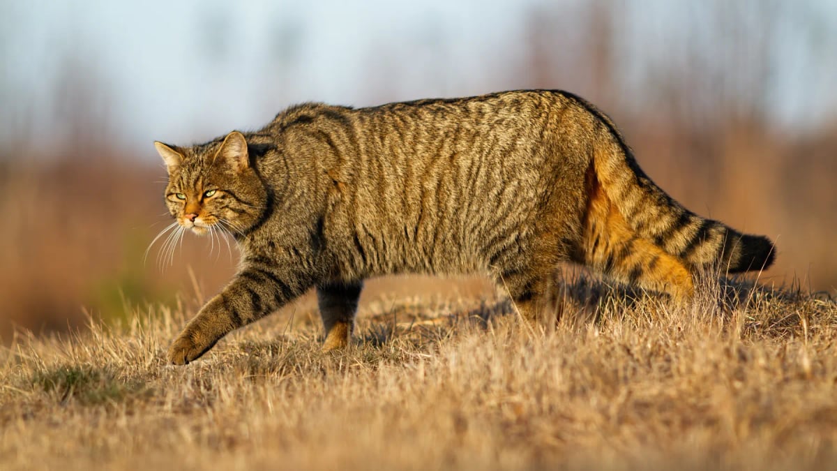 European Wildcat