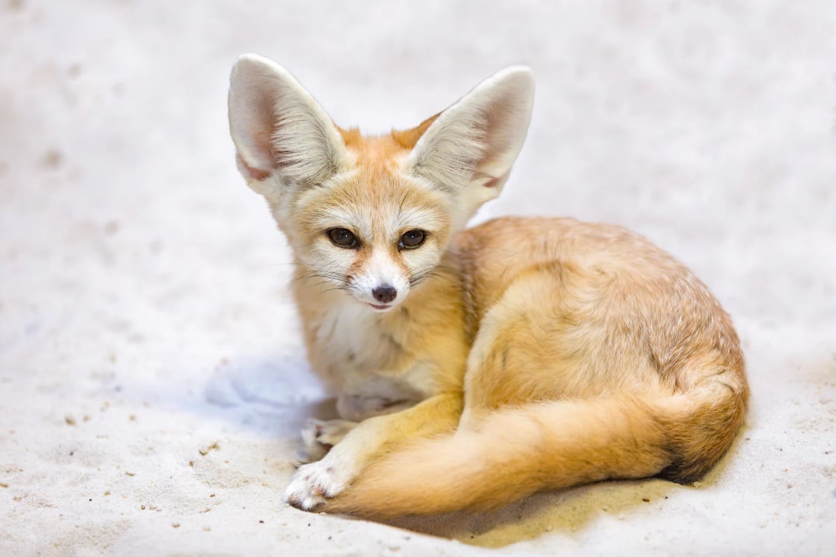 Fennec Fox