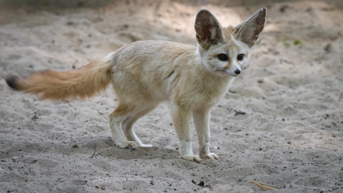 Fennec Fox in the wild
